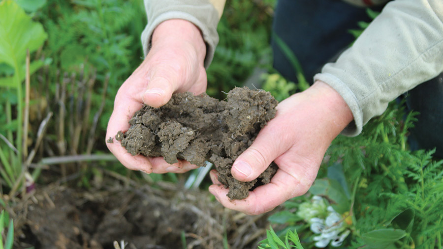 Man holds soil showing how structure is improved