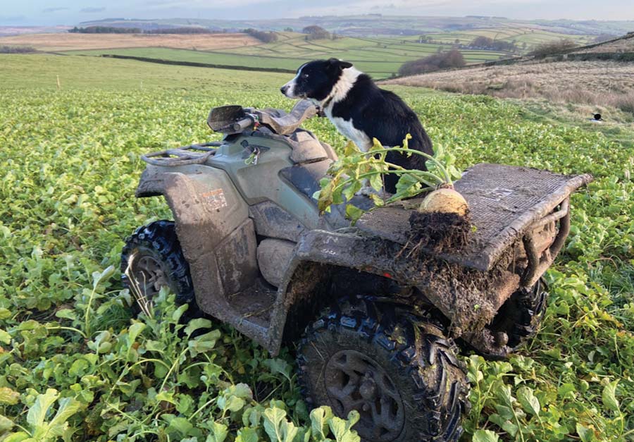 Dog on quad bike in field of root crops