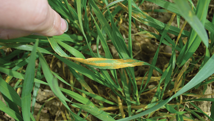 Yellow rust infection on leaf