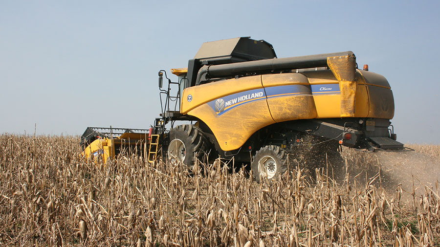 Maize harvest in April 2020