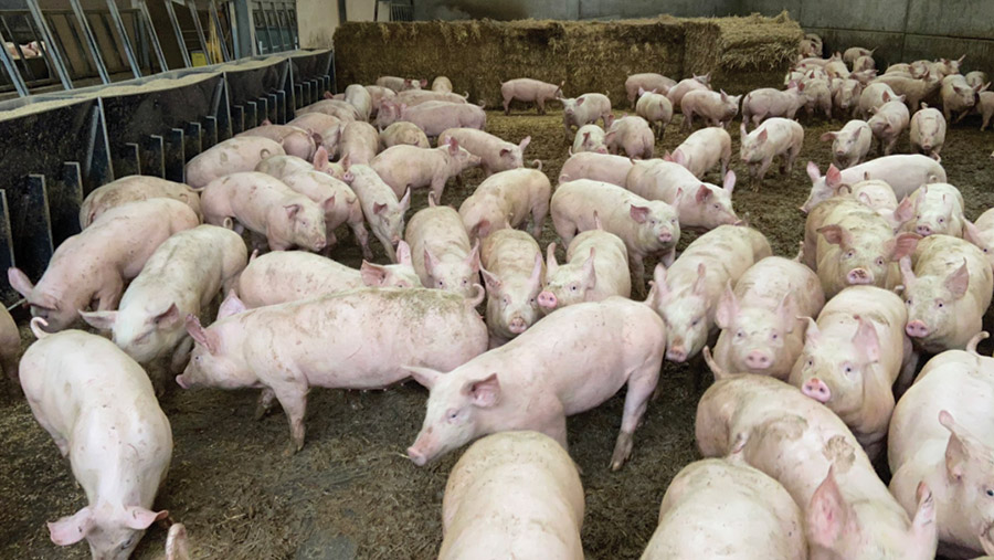 Pigs in shed