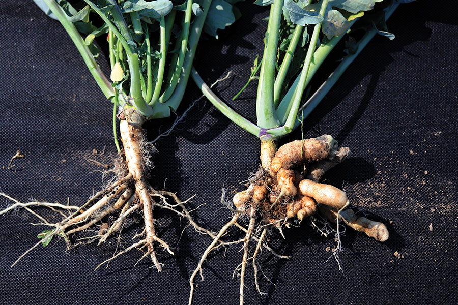 Clubroot-damaged OSR root © Aleksa/Adobe Photo