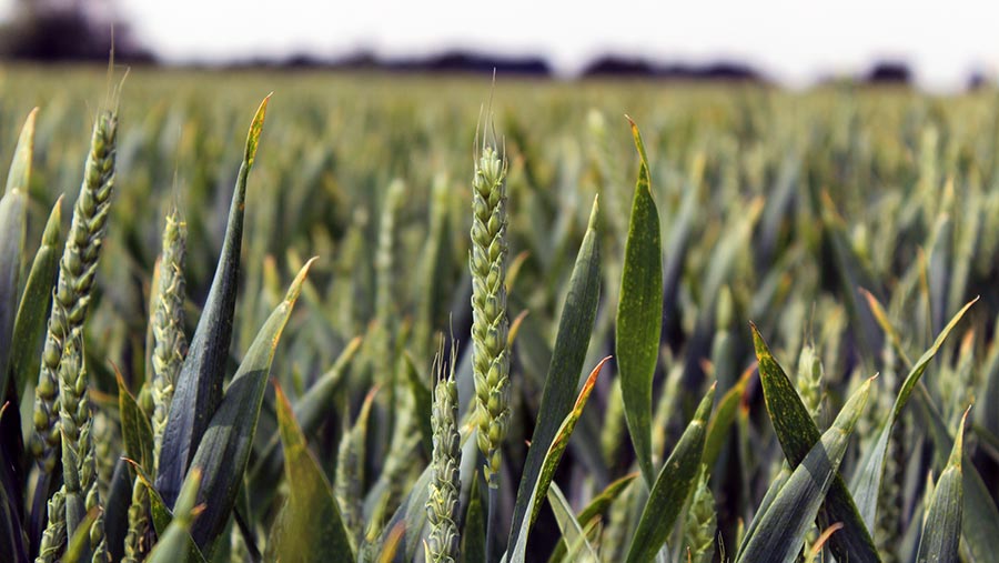 Evolution winter wheat growing in Suffolk