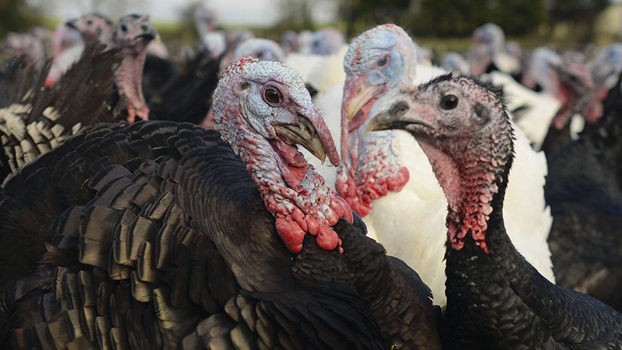 free range organic turkey farms