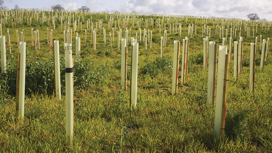 New planted trees