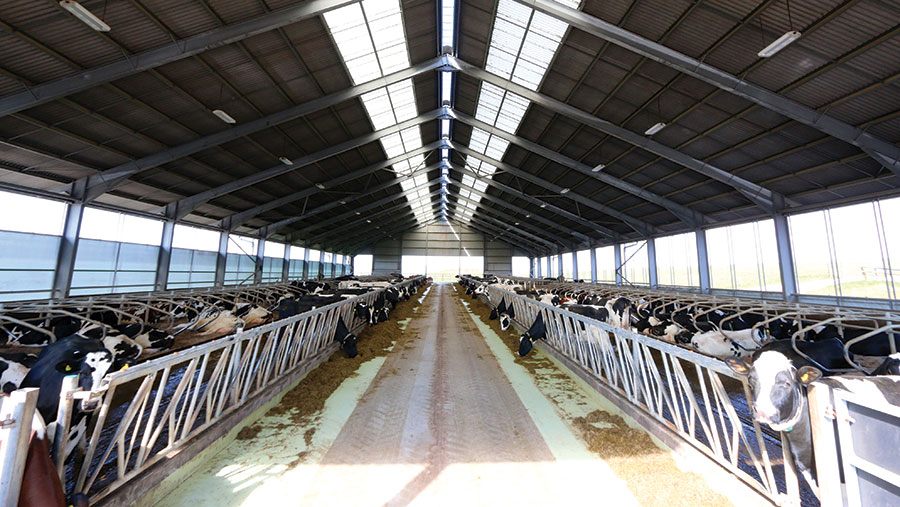 Inside dairy cow shed