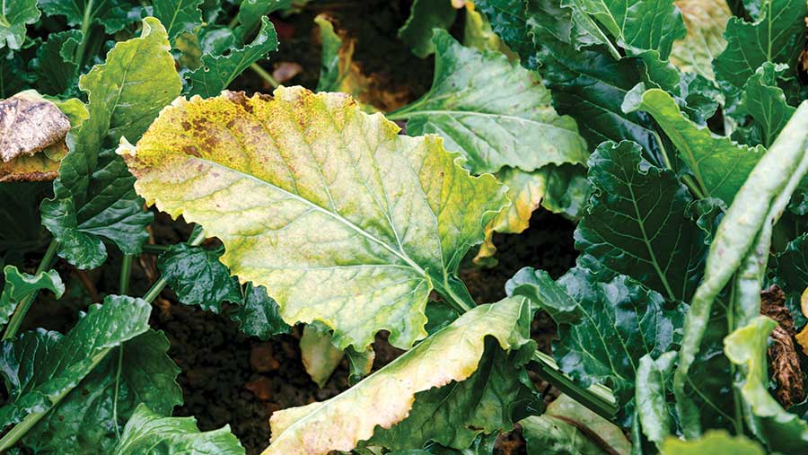 Virus yellows on beet leaf