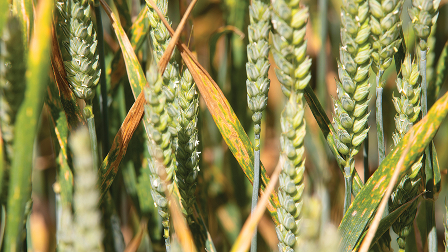 Yellow rust in winter wheat © Tim Scrivener