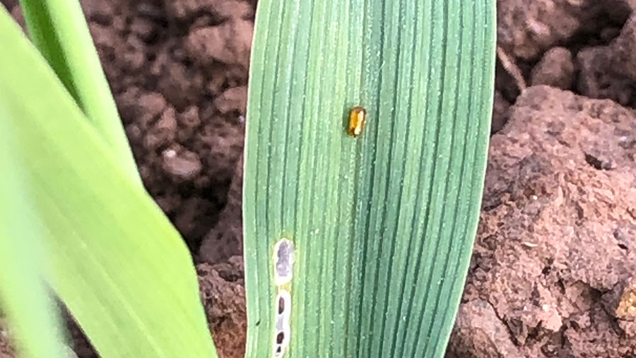 Cereal leaf beetle eggs on leaf