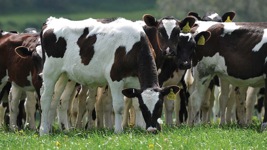 Dairy calves at grass