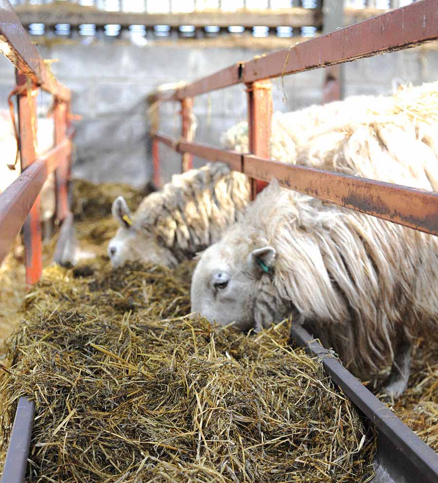 Ewes eating silage