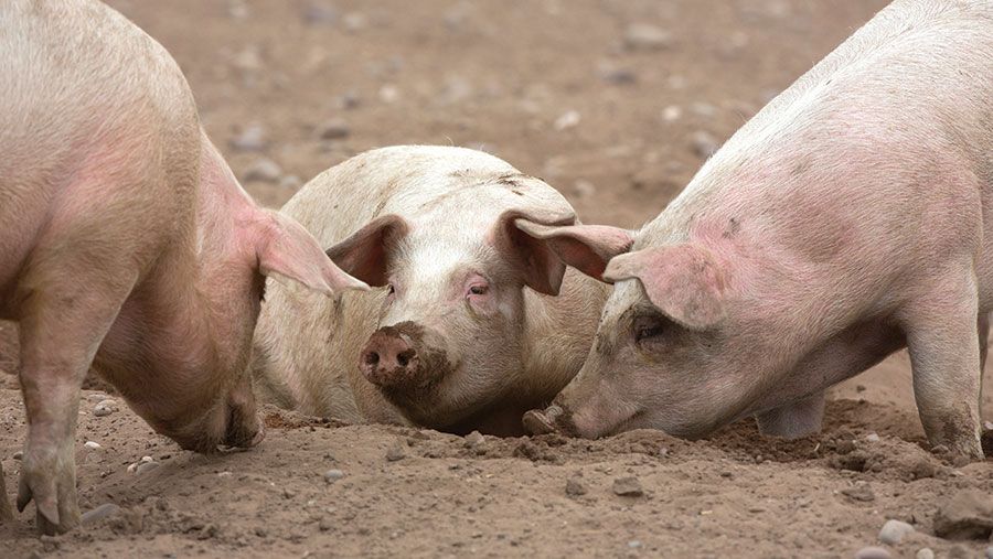 Pigs laying in mud