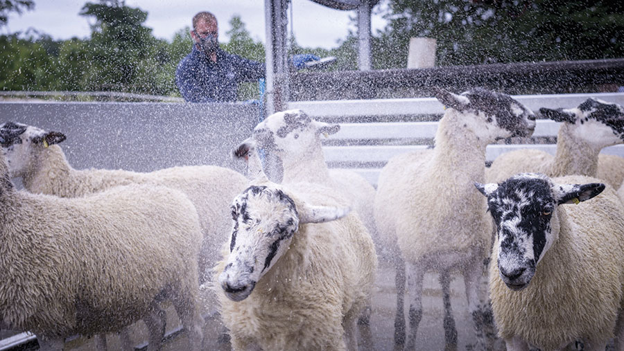 Sheep being dipped