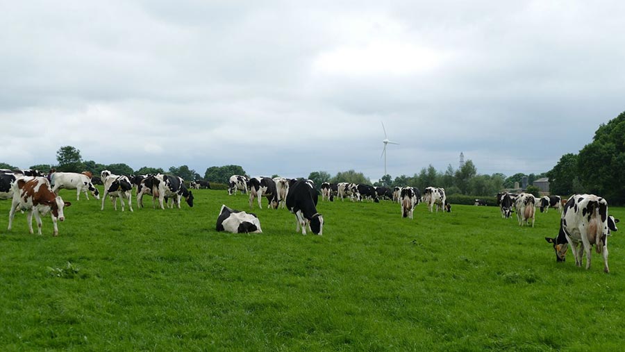 Dairy herd in a field