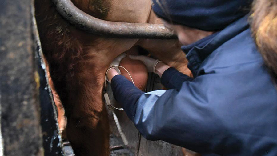 Testicular examination of a bull