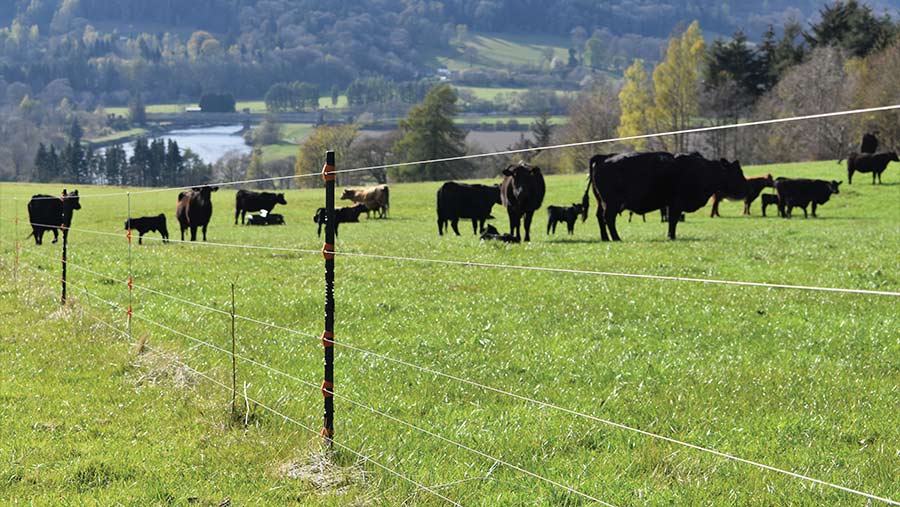 Electric fencing and cows