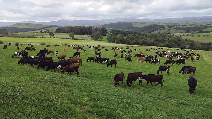 Cows grazing