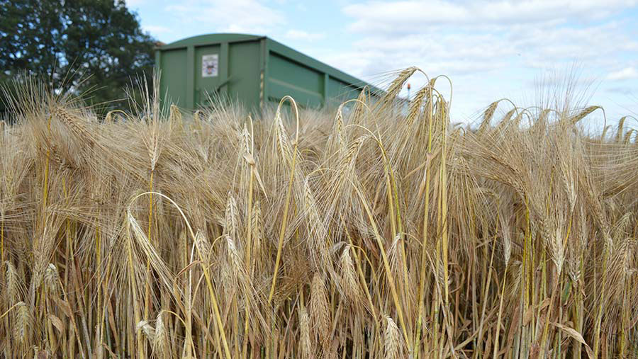 Winter barley crop