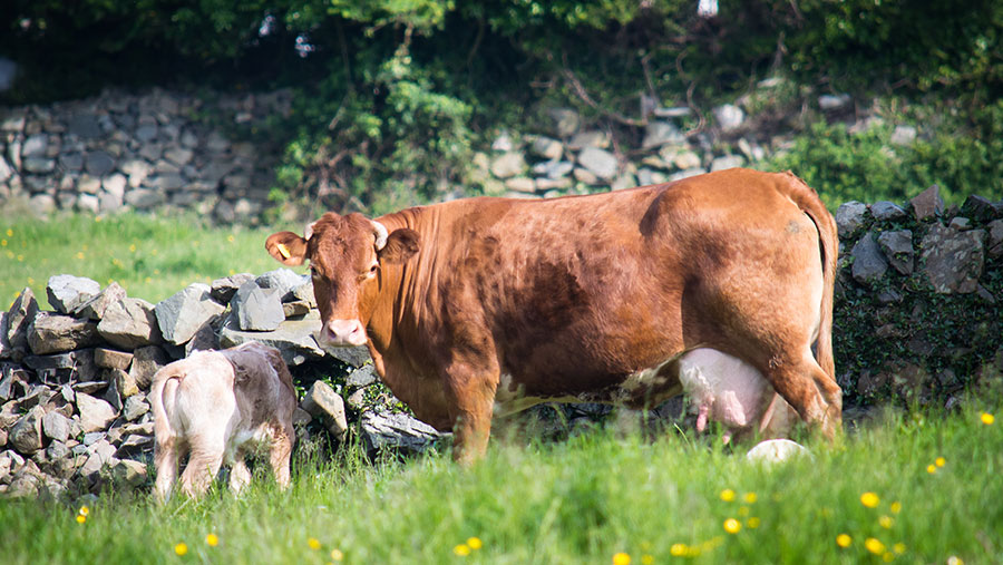 © Adobe Stock/Estuary Pig