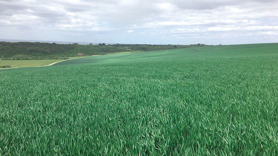 A crop of KWS Firefly growing on land farmed by CH Ellis Ltd