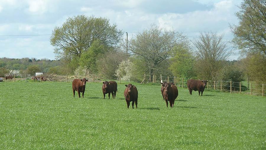 Anna Blumfield's Sussex cattle