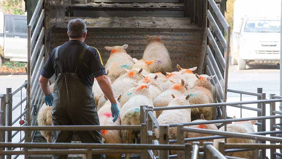 Fast growing lambs £9 dearer on the year - Farmers Weekly