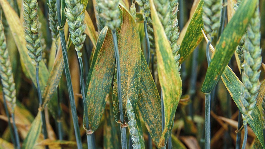 Brown rust thrives in summer conditions of warm days and cool nights © Blackthorn Arable