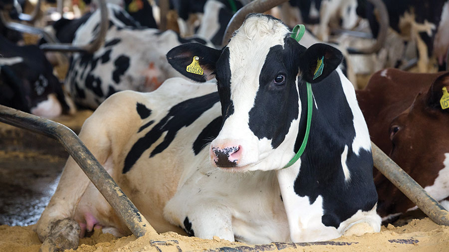 Better Way Of Measuring Reveals Ideal Dairy Cow Living Space Farmers 
