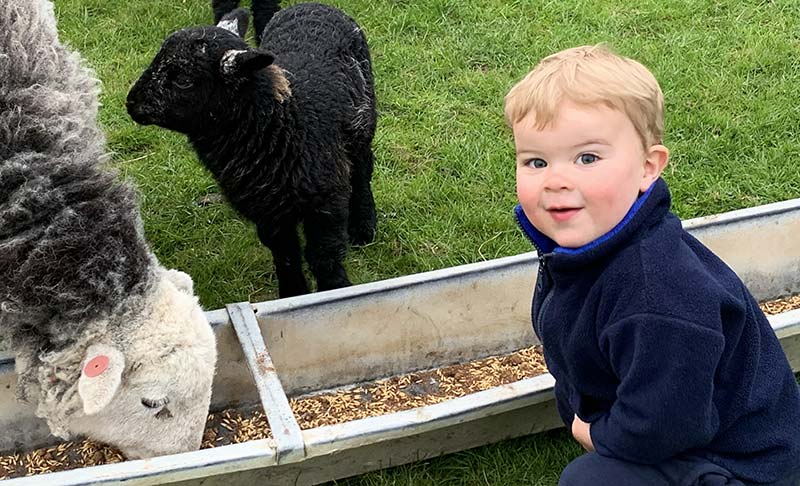 Two-year-old George checks the baby lambs from his two Herdwick ewes