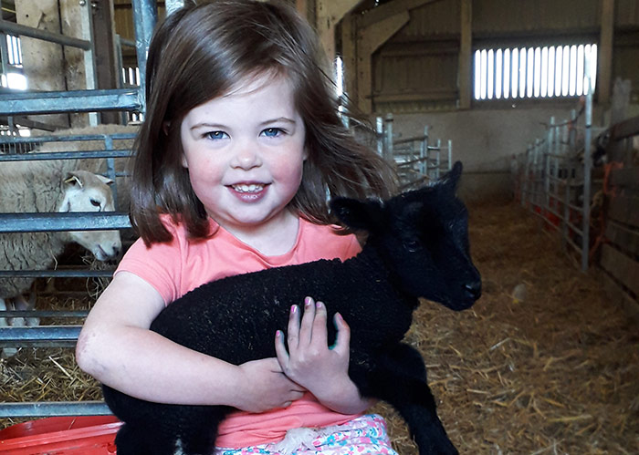 Three-year-old Olivia holding one of her Jacobs born on the family farm in Derbyshire