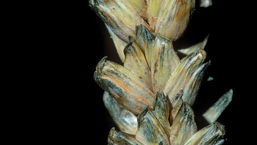 Badly diseased wheat ear