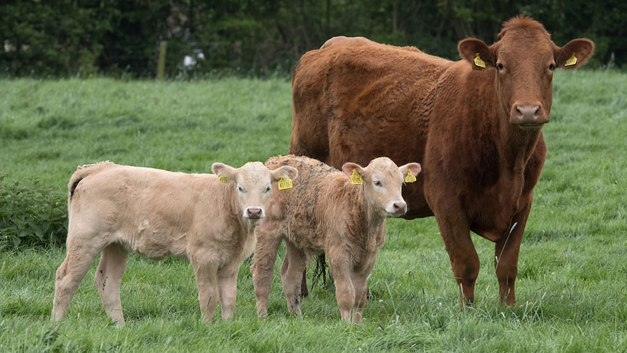 Project bids to support beef herd fertility as calving interval slips ...