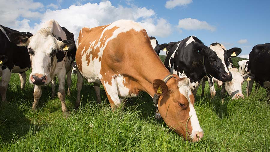 Dairy farmers reject vegan calls to switch to plant products - Farmers ...