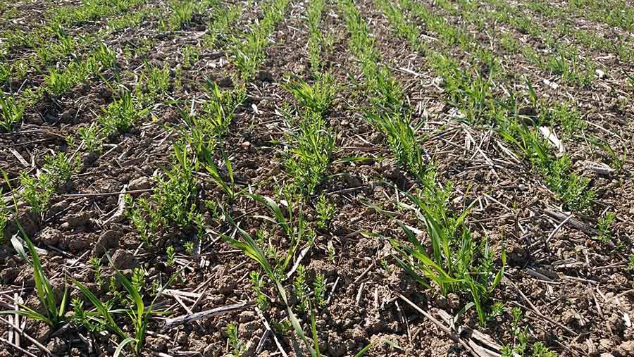 young linseed and oat crop
