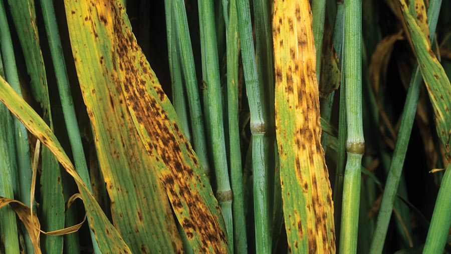 Ramularia on barley © Nigel Cattlin/Science Photo Library