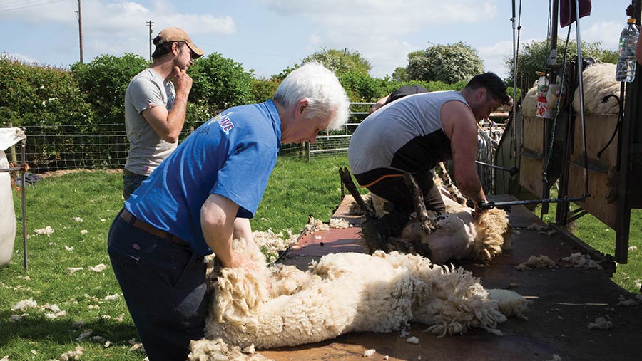 Sheep shearing