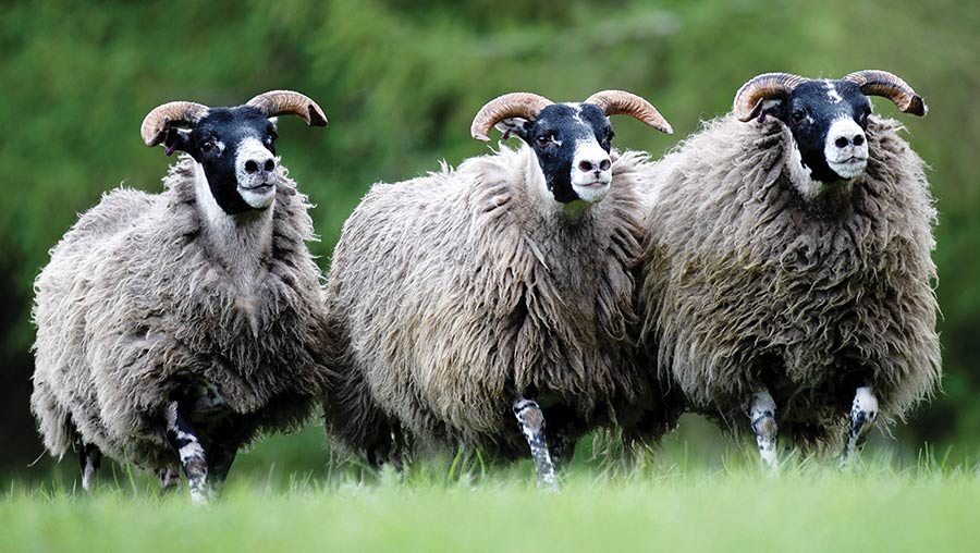 Three Blackface hoggs