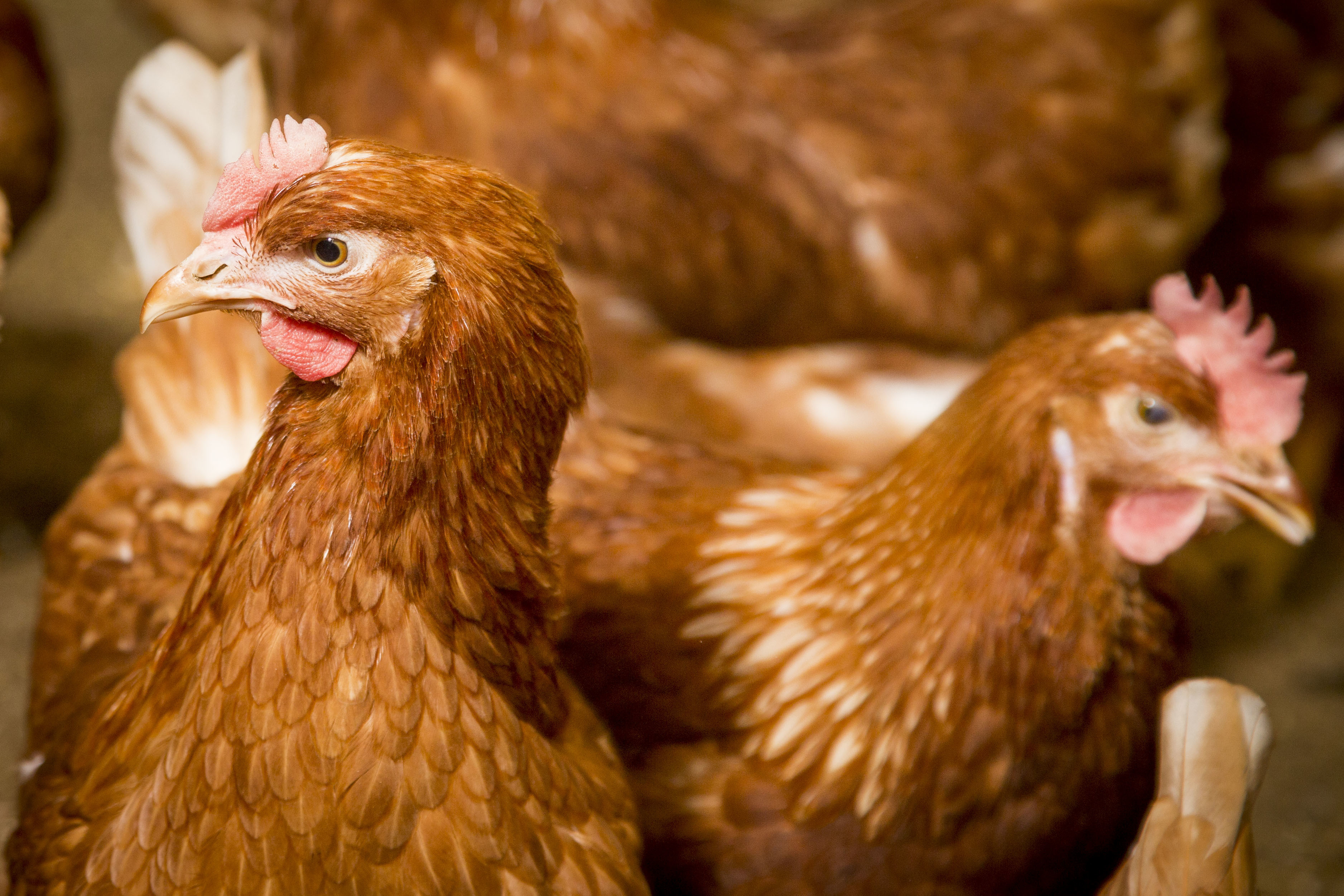 Northern Ireland extends poultry housing order to middle of March. Photo: Koos Groenewold