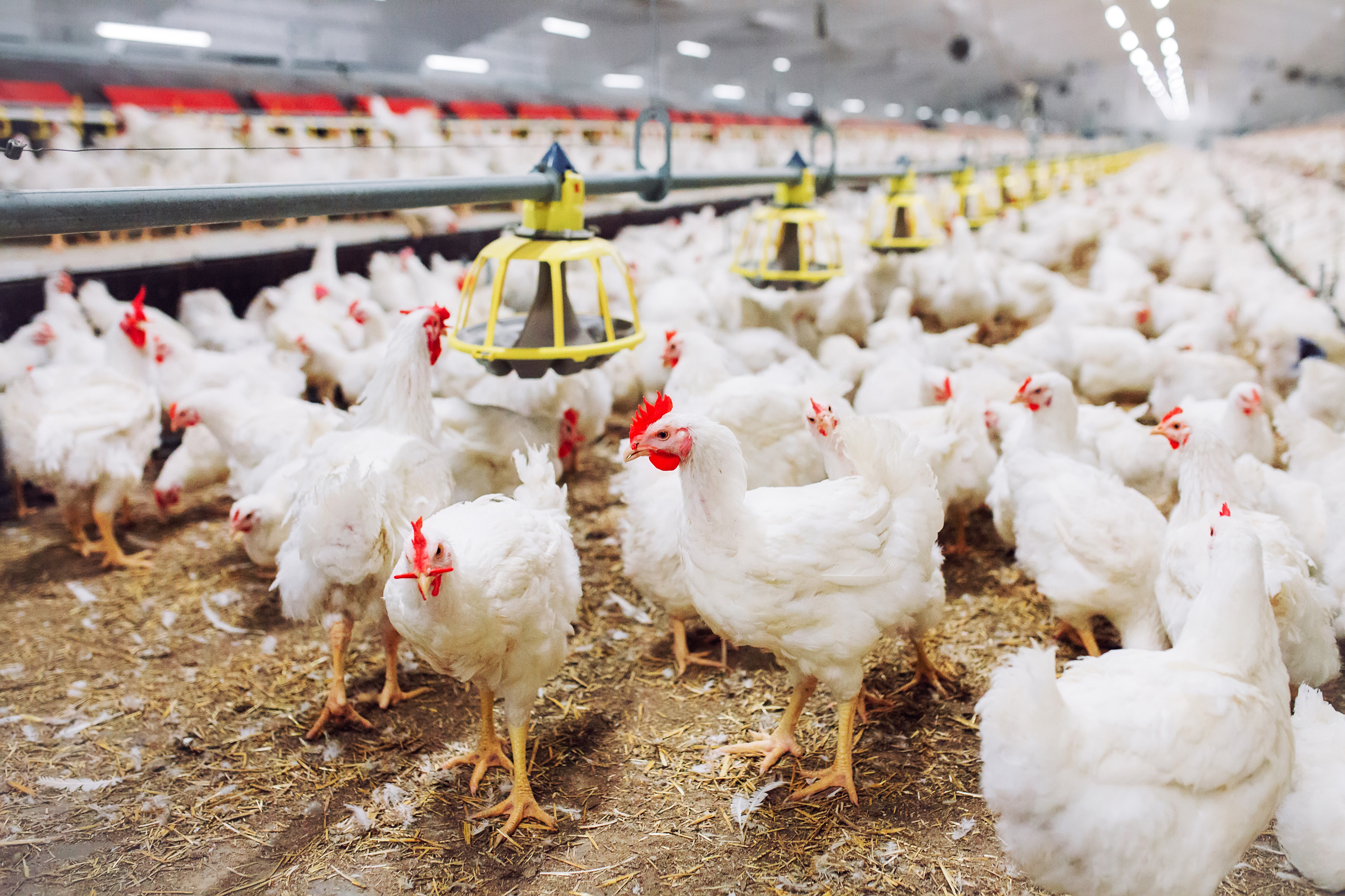 UK chicken catching business closed down by GLAA - Farmers Weekly