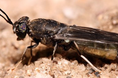 Black Soldier Fly. Photo: Shutterstock