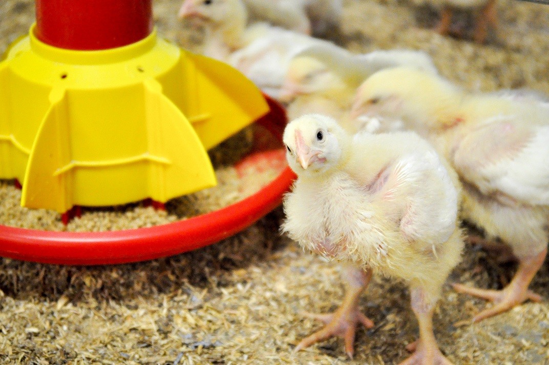Photo: St David’s Poultry Vets
