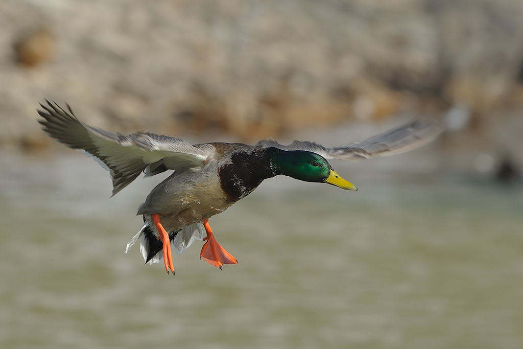 Compared to the situation at this time in 2016, the outlook for H5N8 in Central Europe is much more favourable with relatively fewer cases in wild birds. Photo: Wikimedia