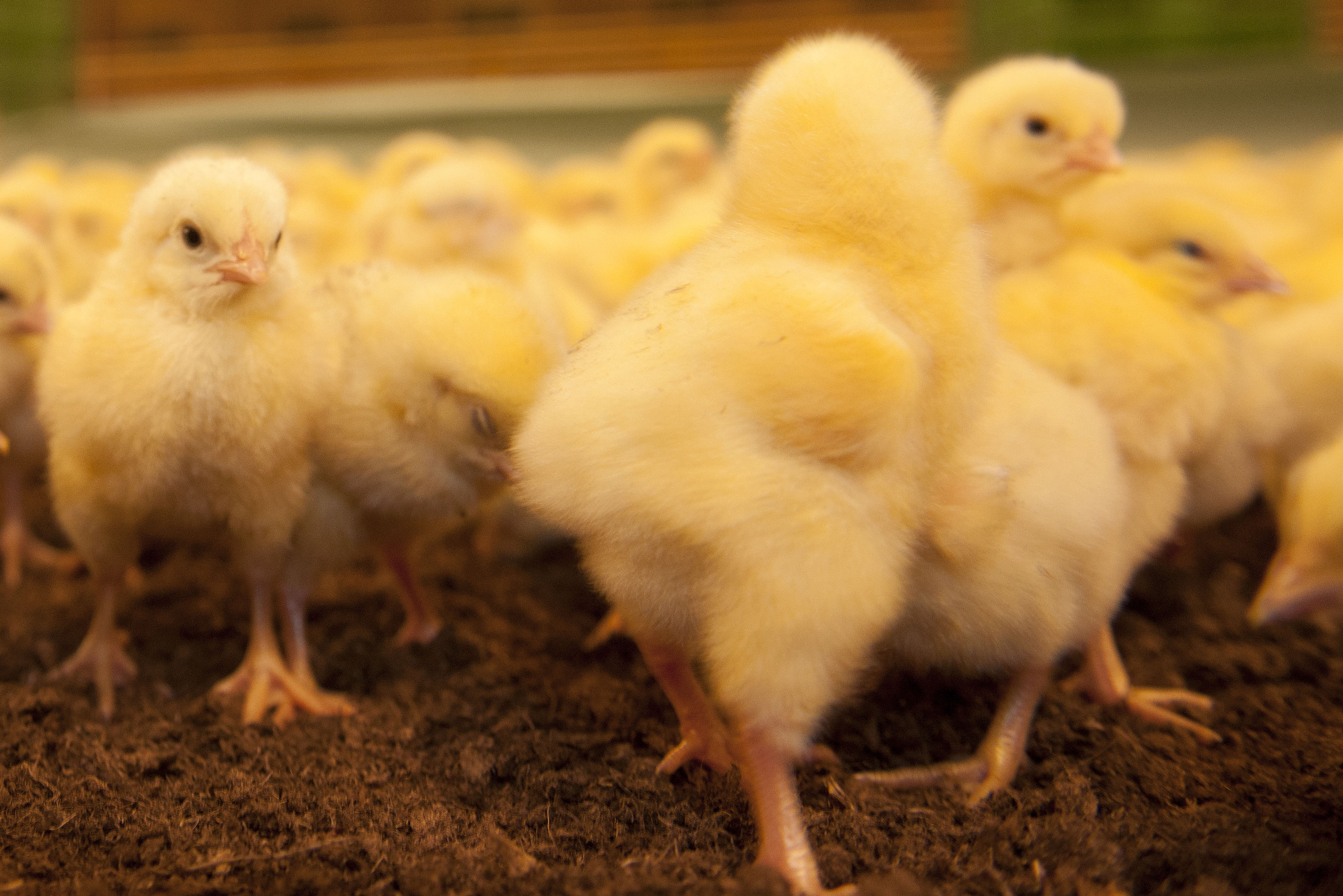 ForFarmers has also forumulated diets with key vaccination periods in mind, avoiding ration changes at the most stressful times. Photo: Mark Pasveer