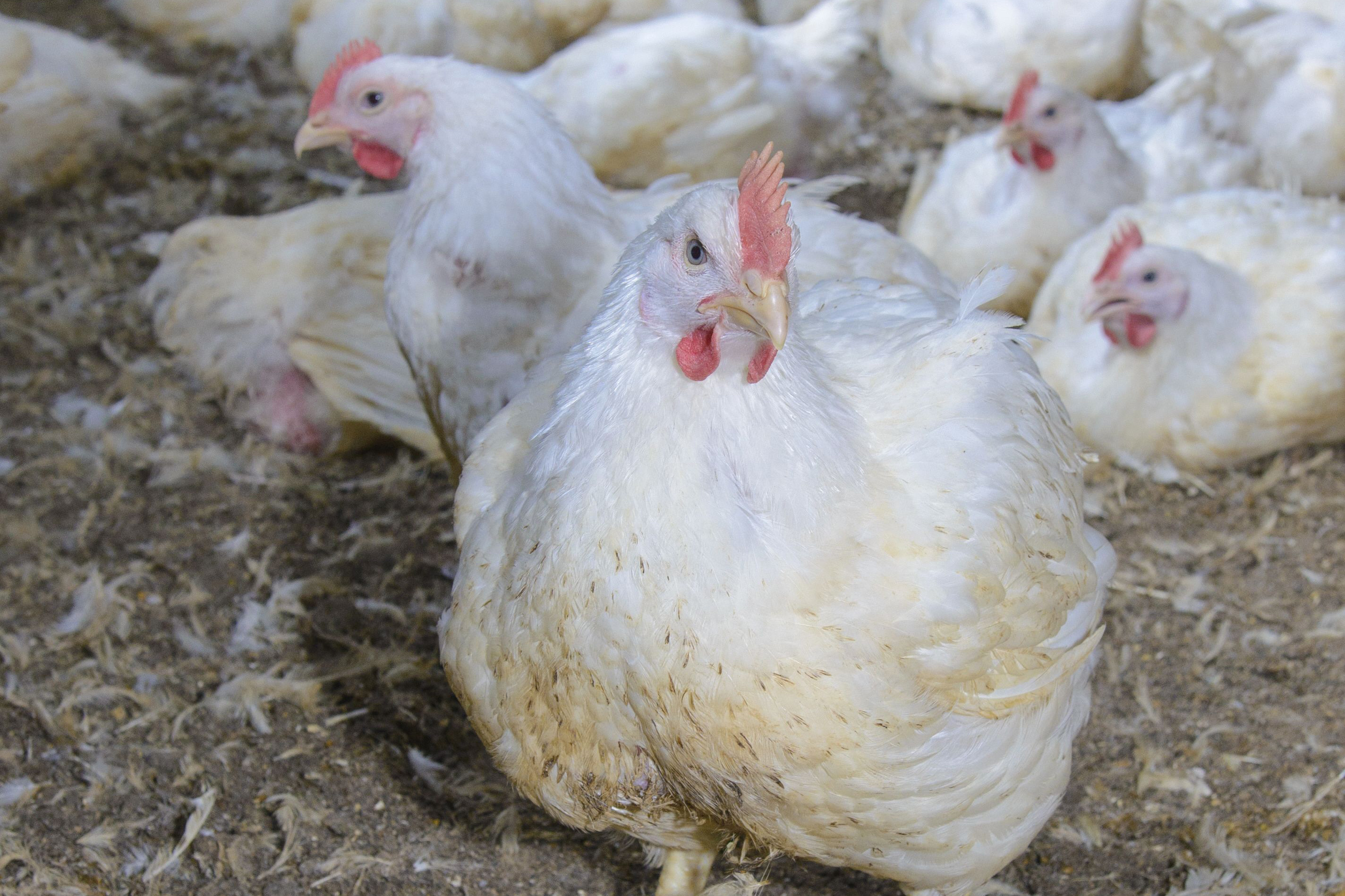 Between 2012-2016, the UK poultry meat sector reduced its use of antibiotics by weight by 71% while meat production during this period rose by 11%. Photo: John Eveson/Rex/Shutterstock
