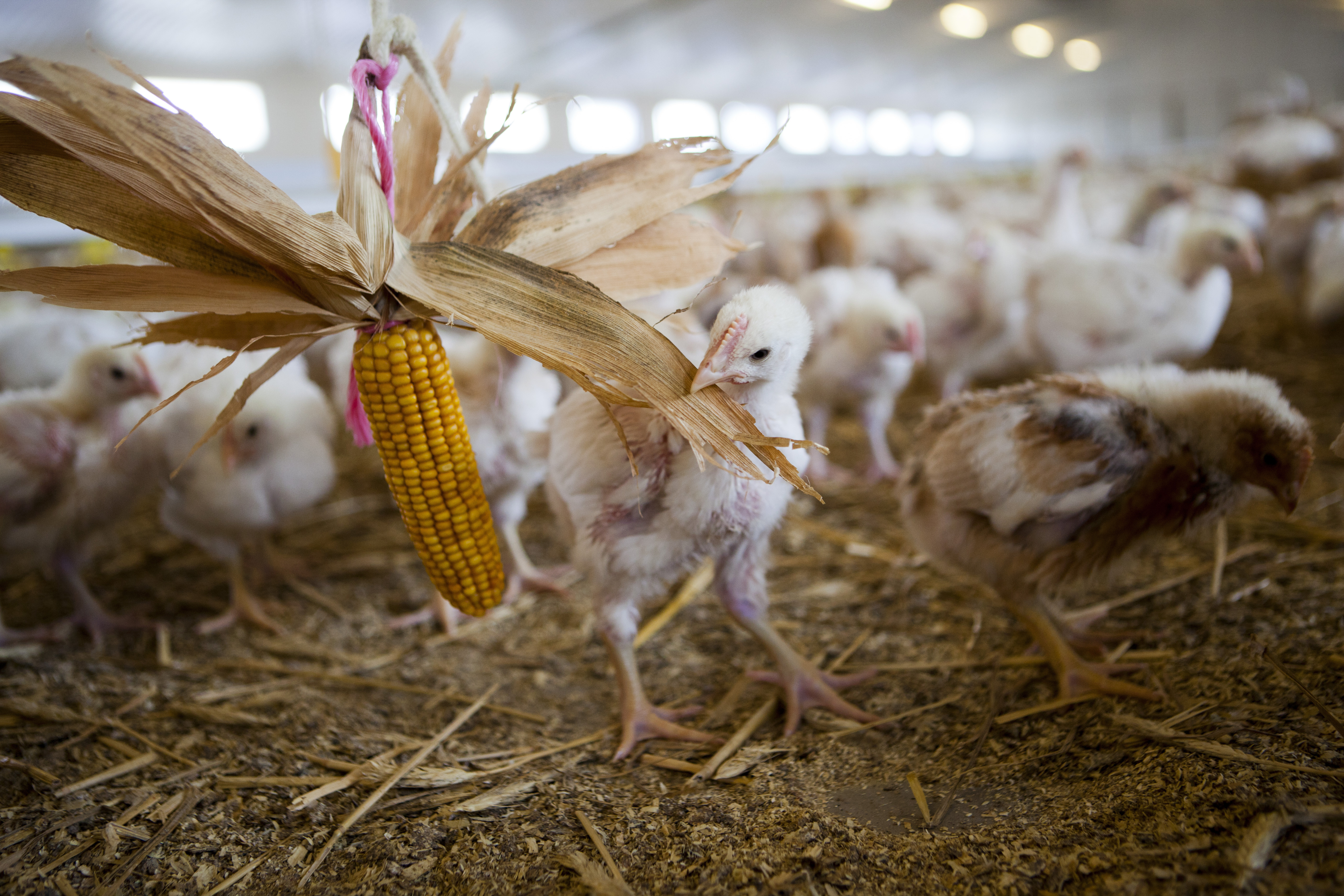 In its twitter feed, RSPCA Assured carried out a survey, and while numbers responding were low, more than four fifths of respondents said they would be happy to try eating laying hen meat. Photo: Alexander Caminada