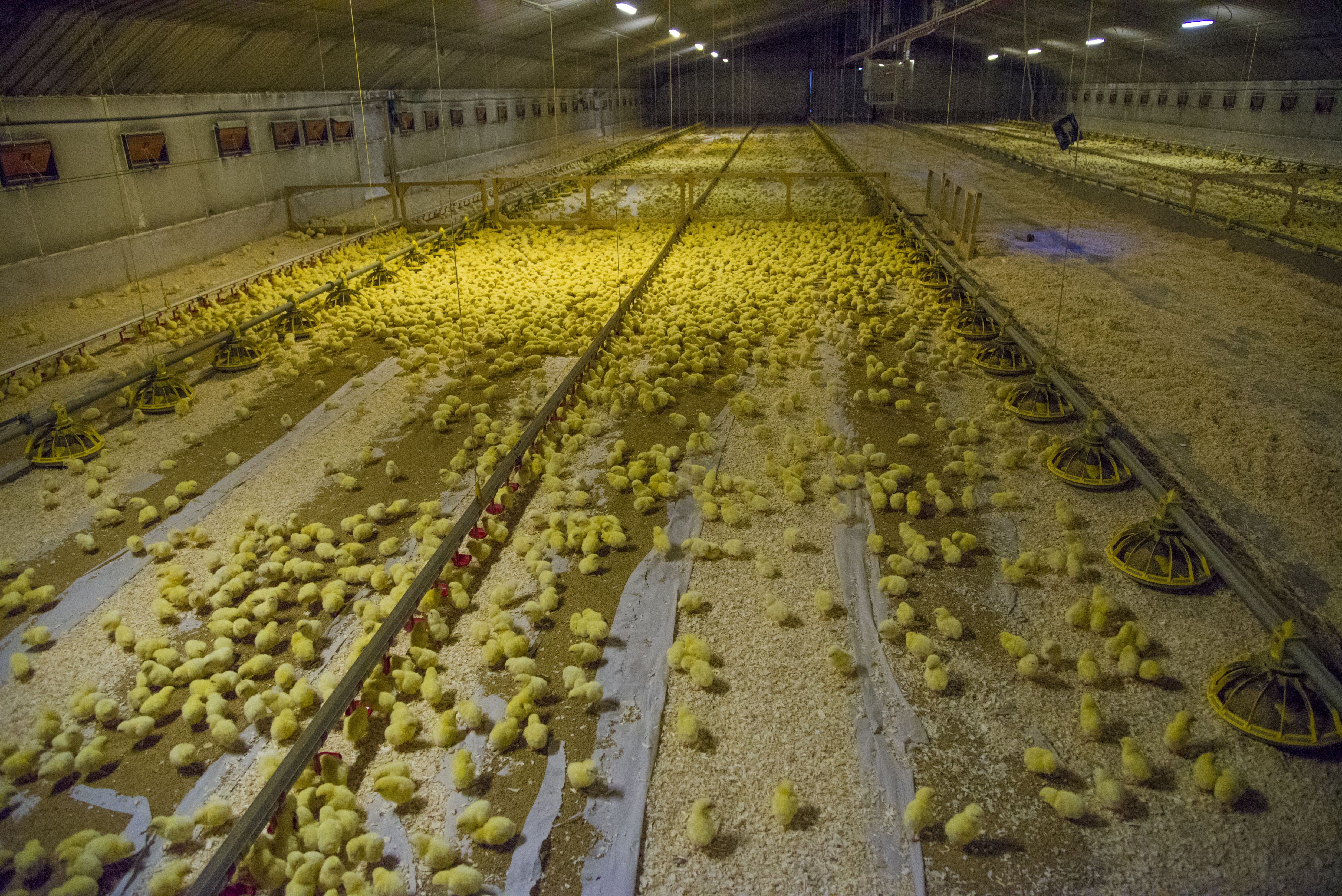 Red tractor assured hatcheries must now only handle assured eggs to reduce any reputational risk. Photo: John Eveson/REX/Shutterstock