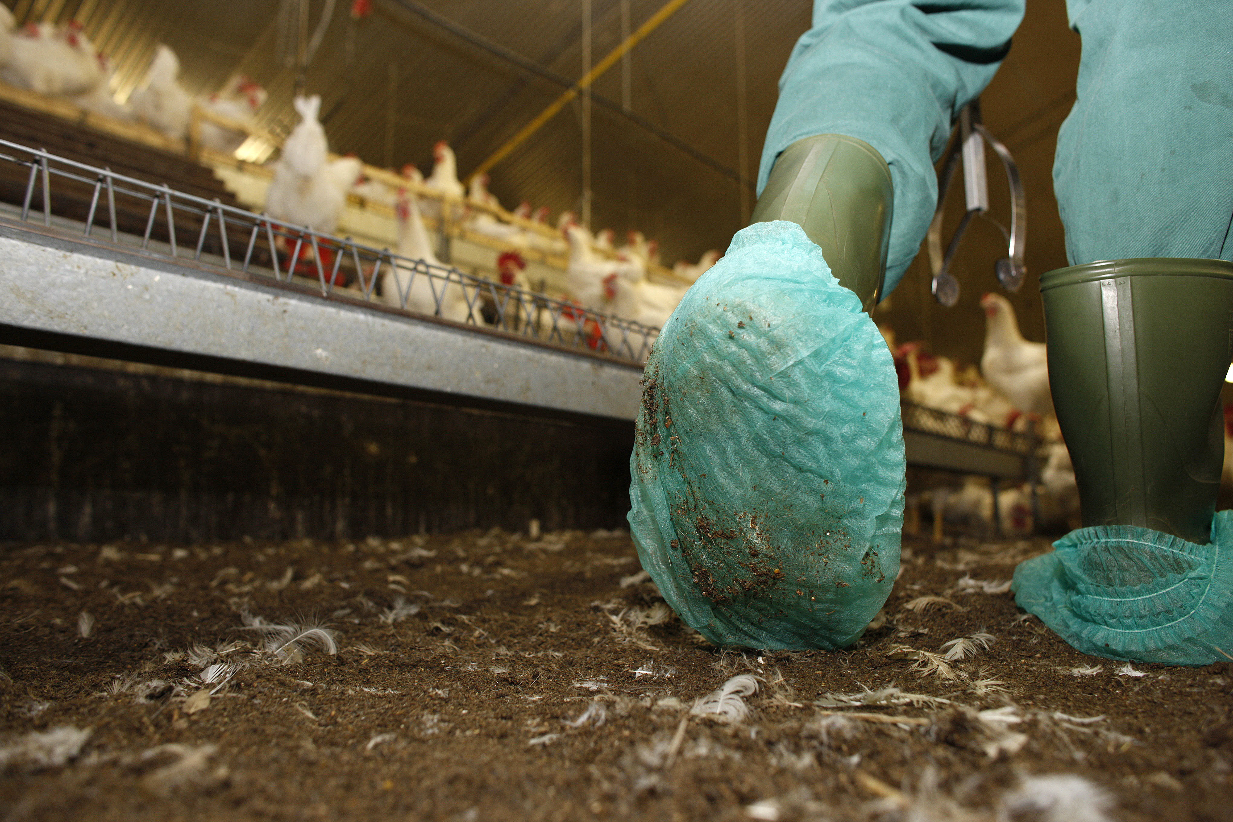 In the US, the report says, the use of poultry litter in cattle feed is unrestricted while its use across the European Union has been banned since 2001. Photo: Hans Prinsen