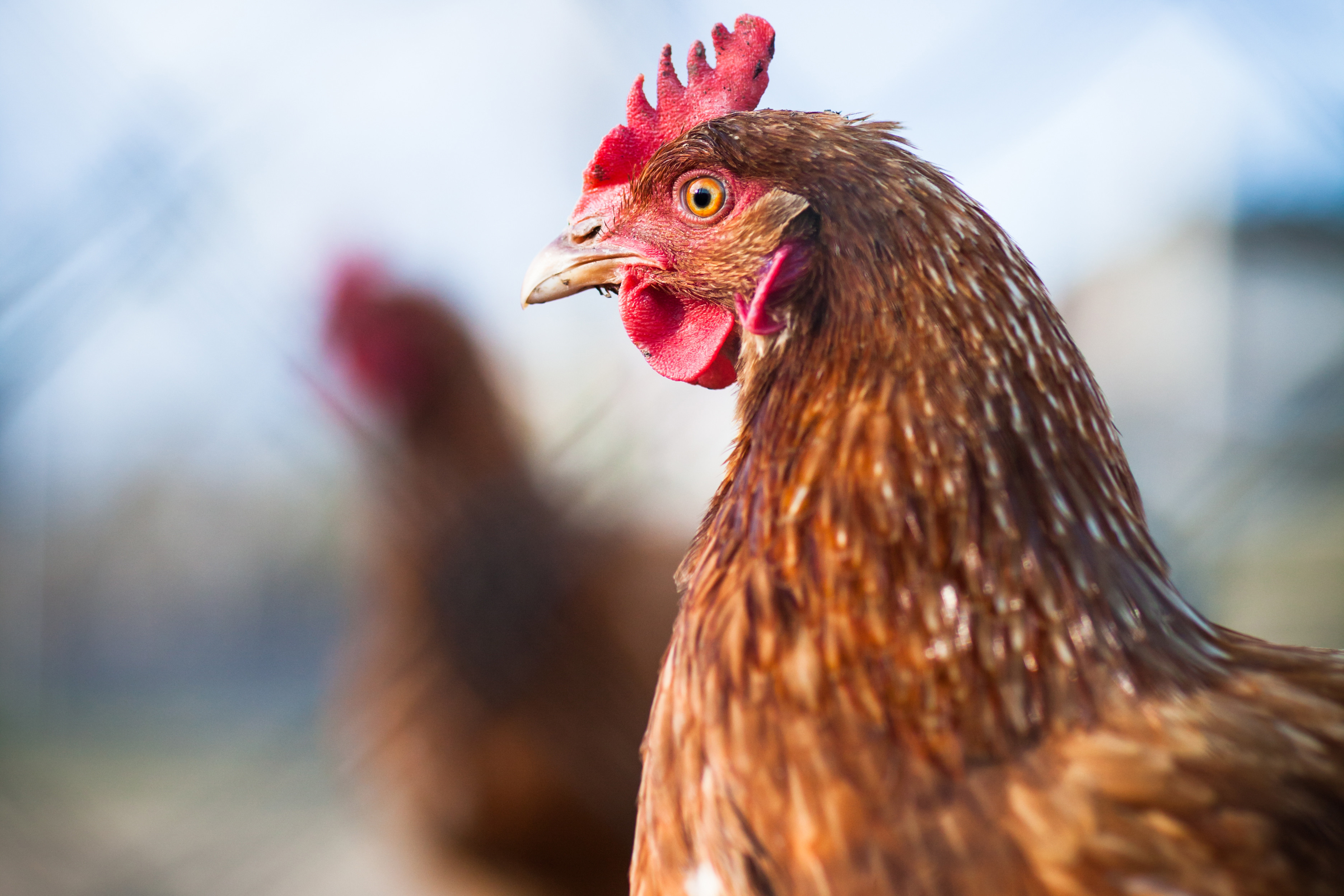 Defra has placed its draft code of practice for the welfare of meat chickens in the House of Commons following a consultation last year Photo: Shutterstock / l i g h t p o e t