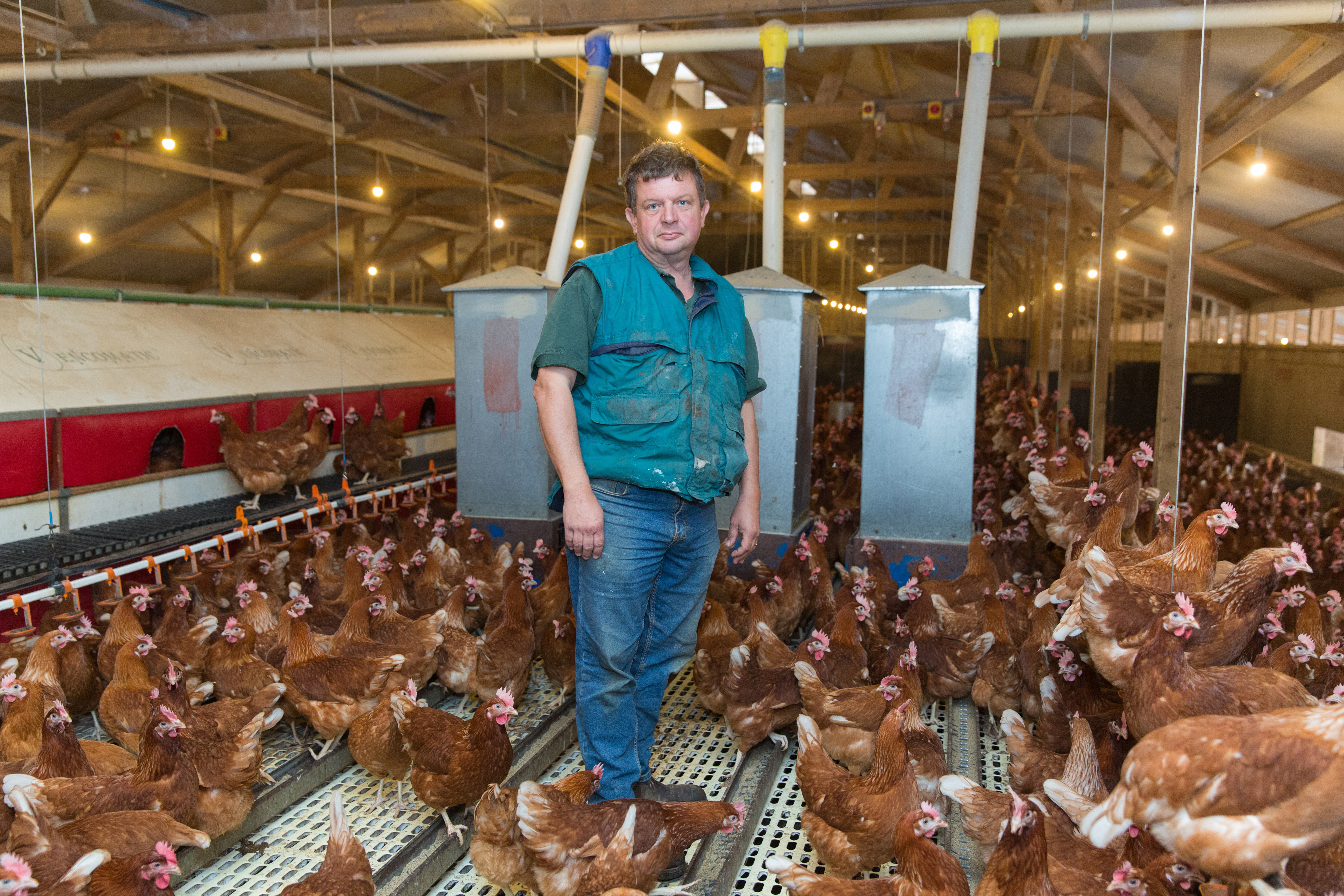 Producers give their first verdict of new red mite treatment. Photo: Tim Scrivener