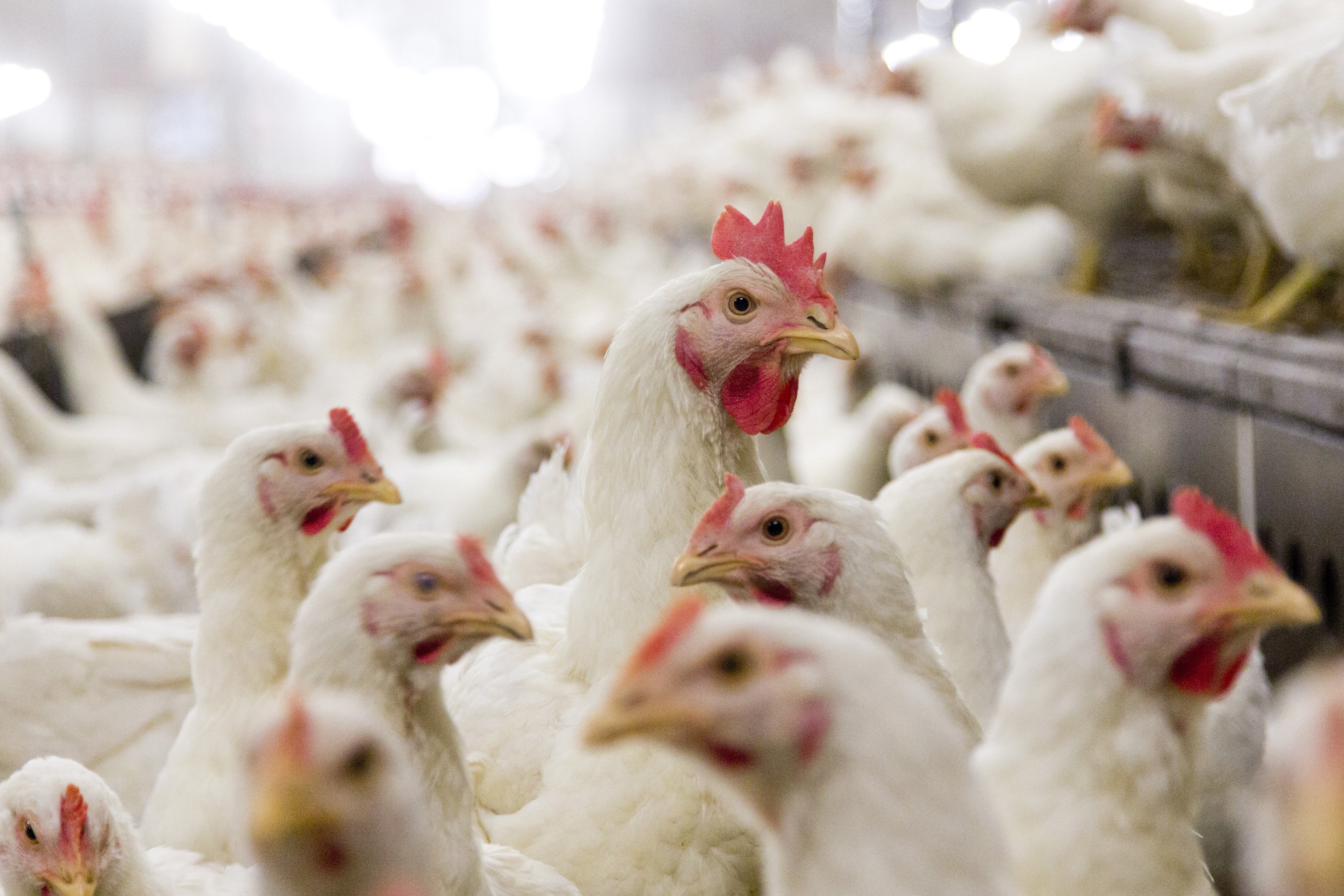 The “Brexit: getting the best deal for animals” report, produced by animal protection groups and brought together through Wildlife and Countryside Link and the UK Centre for Animal Law, includes a section on poultry within the animals in agriculture section. Photo: Bart Nijls